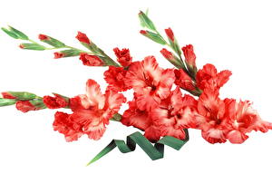Papel de Parede Desktop Gladioluses flor