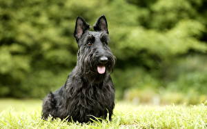 Bureaubladachtergronden Honden Schotse terriër Zwart kleur
