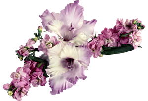Papel de Parede Desktop Gladioluses Flores
