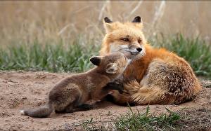 Wallpapers Foxes Animals