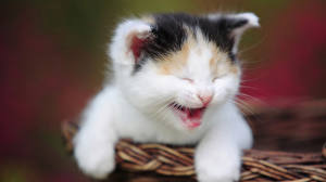 Bureaubladachtergronden Kat Kittens een dier