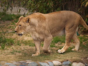 Bakgrundsbilder på skrivbordet Pantherinae Lejon Lioness Djur