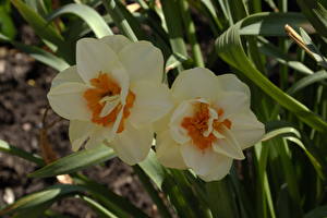 Fonds d'écran Narcissus fleur