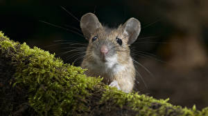 Bilder Nagetiere Mäuse Tiere