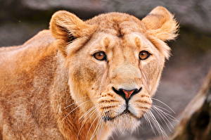 Bureaubladachtergronden Pantherinae Leeuw De leeuwin een dier
