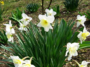 Image Daffodils Flowers