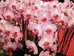 Fotos Orchidee