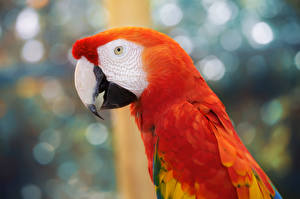 Desktop hintergrundbilder Vögel Papagei ein Tier