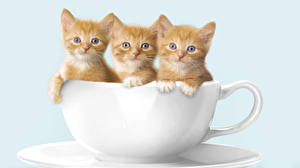 Bureaubladachtergronden Katten Kittens