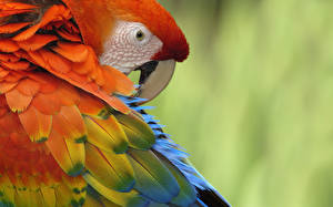 Bakgrunnsbilder Fugl Papegøyer  Dyr