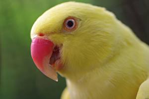 Fonds d'écran Oiseau Perroquet un animal
