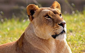 Tapety na pulpit Wielkie koty Lew afrykański Lwica Zwierzęta