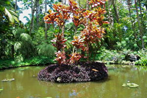 Hintergrundbilder Garten Teich Botanical Hawaii Natur