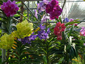 Fotos Orchideen Blumen
