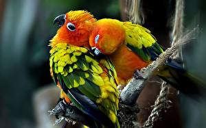 Tapety na pulpit Ptak Papuga Zwierzęta