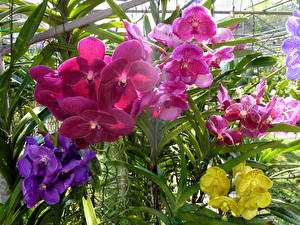 Fotos Orchideen