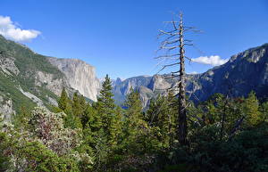 Bakgrunnsbilder Parker USA Yosemite California Natur
