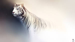 Papel de Parede Desktop Fauve Desenhado Tigre Animalia