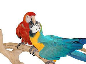 Fonds d'écran Oiseaux Perroquets un animal