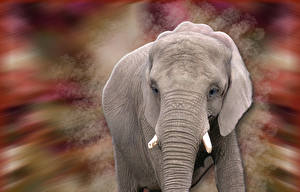 Sfondi desktop Elefanti Animali