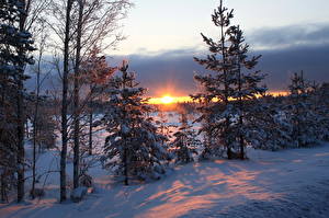 Bakgrunnsbilder En årstid Vinter Soloppganger og solnedganger Snø Lysstråler Trær Natur