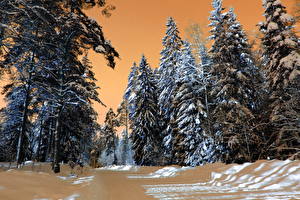 Bakgrundsbilder på skrivbordet Årstiderna Vinter Skog Snö HDR Träd Natur