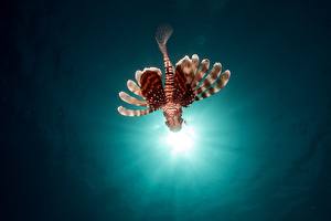 Sfondi desktop Mondo sottomarino Pesce Raggi di luce Pterois pesci leone animale