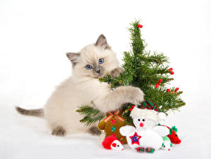 Bureaubladachtergronden Katten Eekhoorn Kijkt Kerstboom