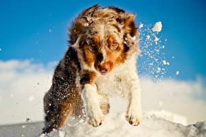 Hintergrundbilder Hunde Shepherd Starren Schnee Sprung Australian Shepherd
