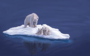 Hintergrundbilder Bären Eisbär Schnee Eis Tiere