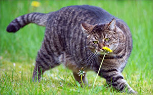 Picture Cats Dandelions Glance Grass Whiskers Fat Animals