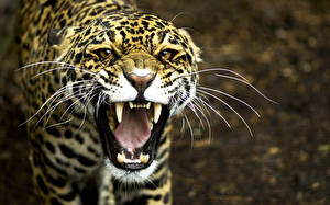 Bakgrunnsbilder Store kattedyr Jaguarer Ser Værhår Tenner Sint Snute Dyr