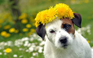 Papel de Parede Desktop Cão Dente-de-leão Ver Focinho Jack Russell Terrier animalia