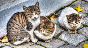 Pictures Cats Staring Whiskers HDR Animals