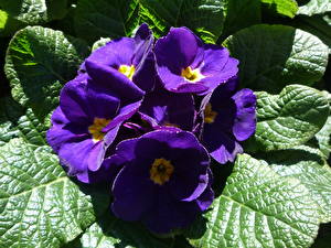Fonds d'écran Viola Violet Fleurs