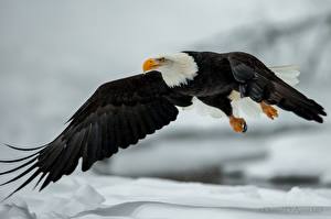 Hintergrundbilder Vögel Habicht Flug Flügel Weißkopfseeadler Tiere