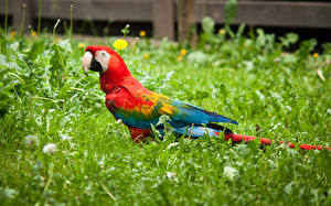 Fonds d'écran Oiseau Perroquets Ara (genre) Herbe un animal