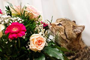 Image Cat Bouquets Whiskers Snout animal Flowers