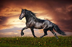 Picture Horses Sky Black Tail Grass Clouds animal
