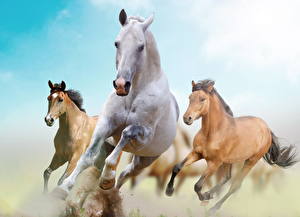Sfondi desktop Cavallo Corsa Animali