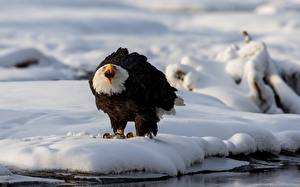 Bilder Vogel Habicht Weißkopfseeadler Schnee ein Tier
