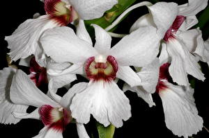 Bakgrundsbilder på skrivbordet Orkidéer Vit