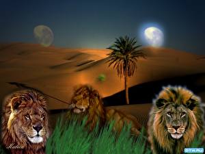 Bureaubladachtergronden Pantherinae Leeuwen Geschilderde Dieren