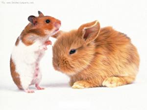 Fotos Nagetiere Hamster Hasen Weißer hintergrund
