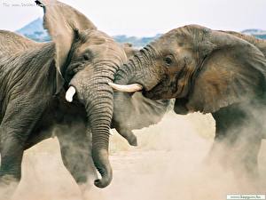 Tapety na pulpit Słonie zwierzę