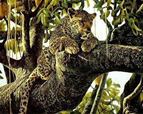 Bureaubladachtergronden Pantherinae Luipaarden Getekende Dieren