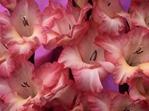Papel de Parede Desktop Gladioluses Flores