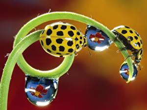Wallpaper Insects Ladybugs Animals